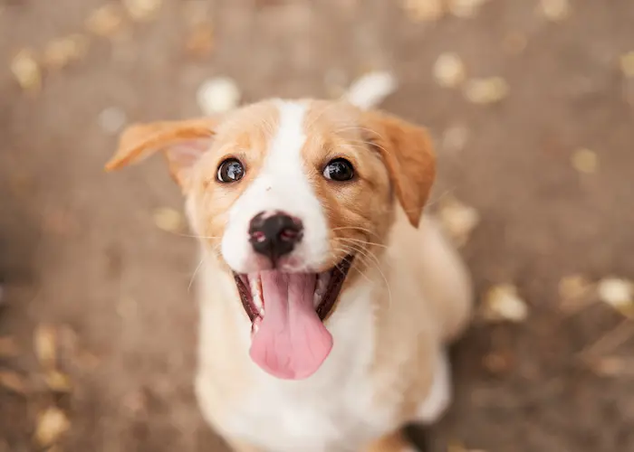 Cute puppy portrait