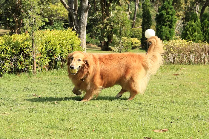 Golden retriever running safely in a yard with wireless dog fence