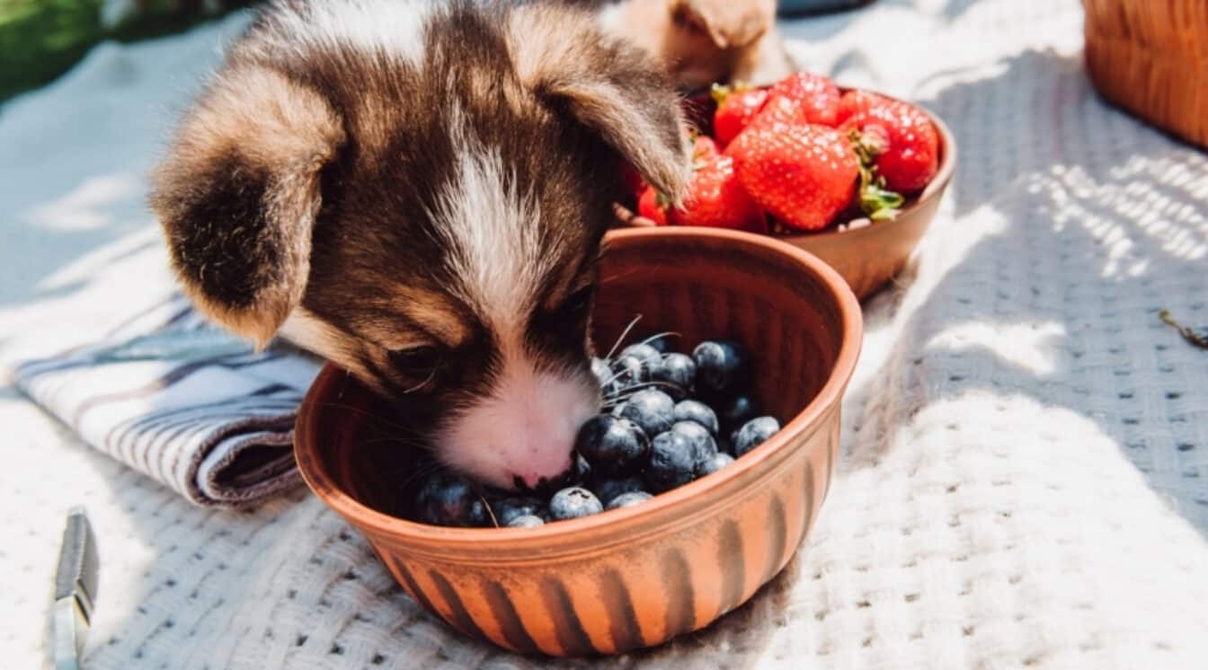 Cute puppy eating blueberries from bowl during picnic