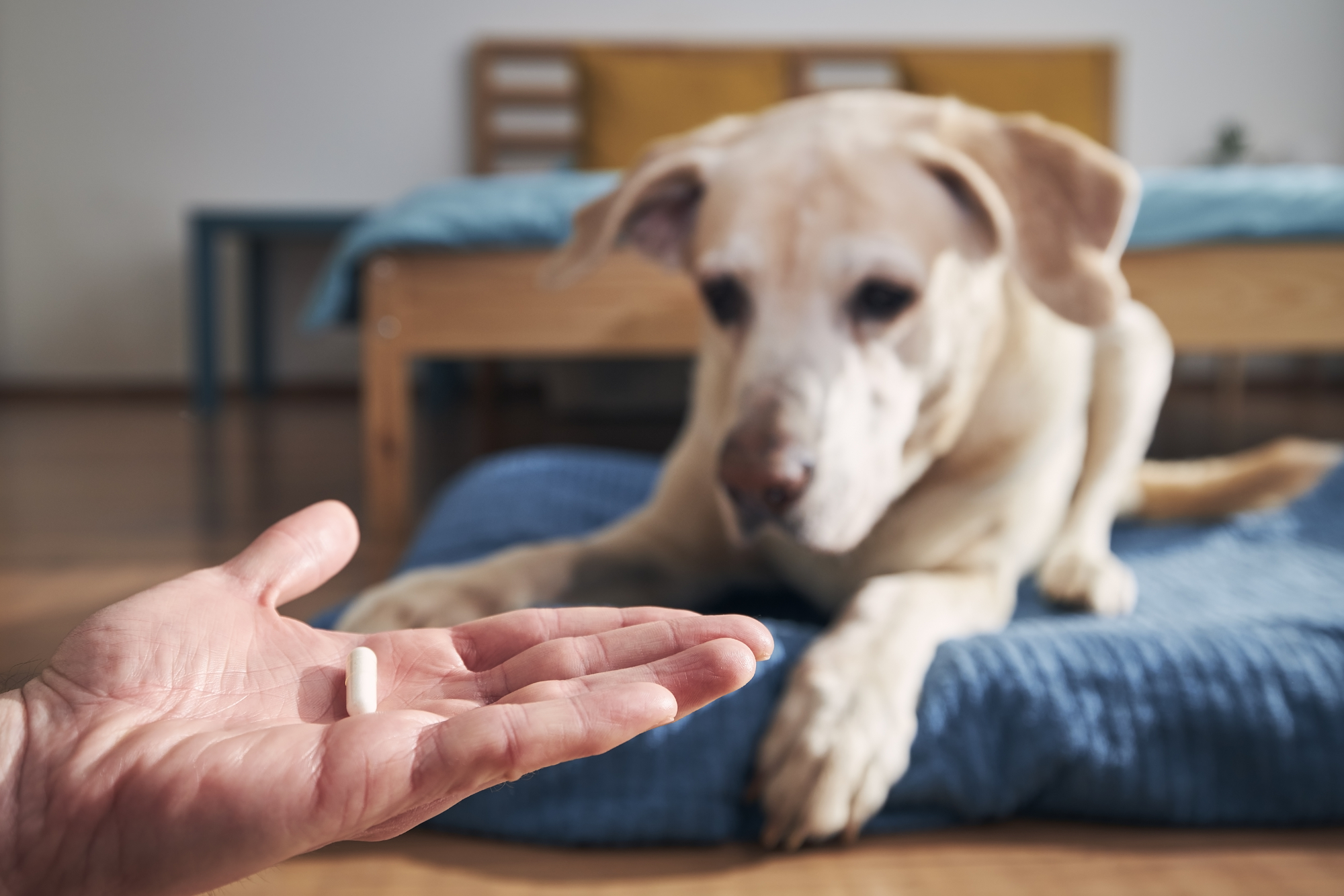 Man is holding in hand pill for ill dog