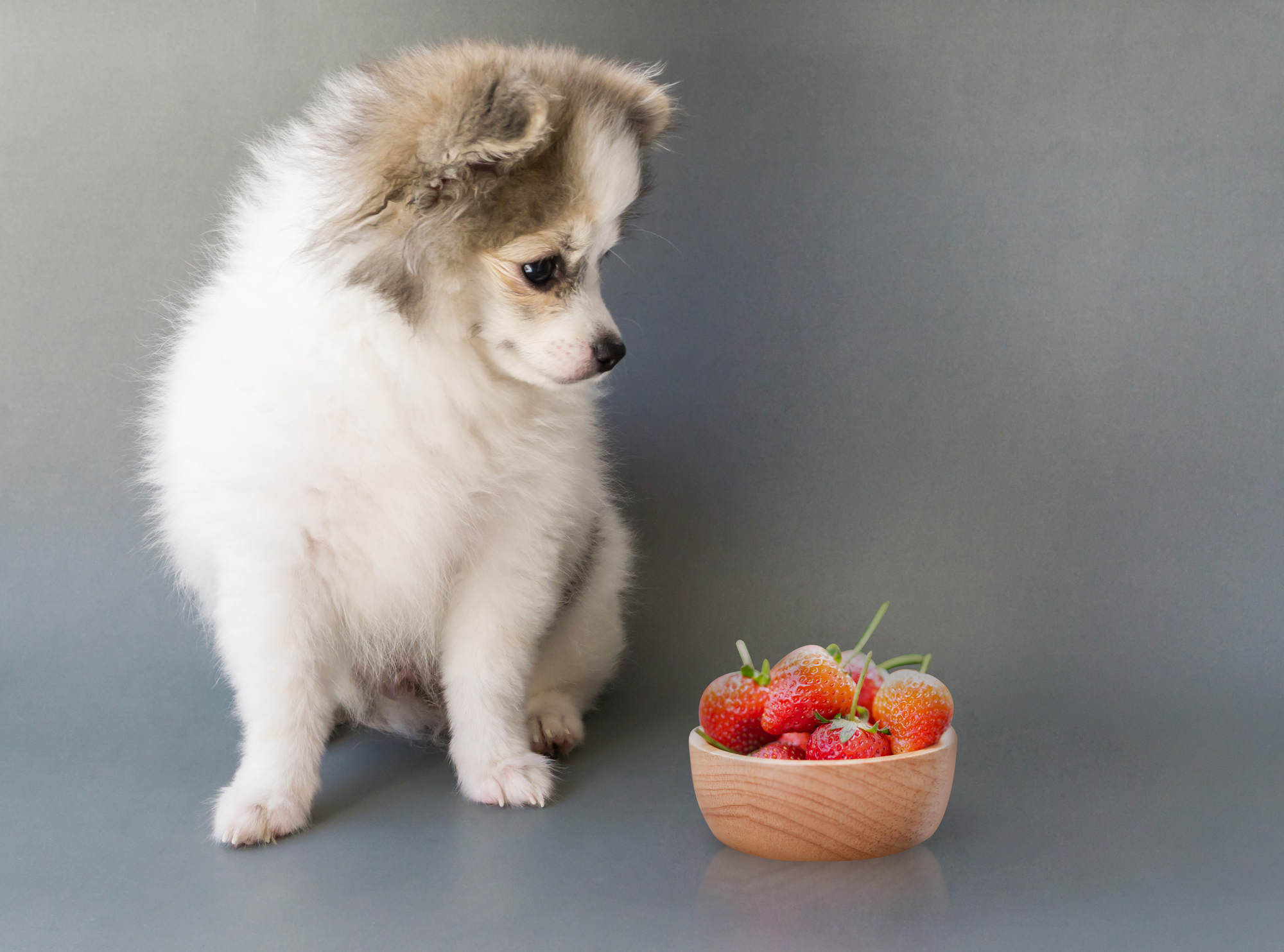 A fluffy Pomeranian pup curiously stares at a bowl overflowing with juicy red strawberries.