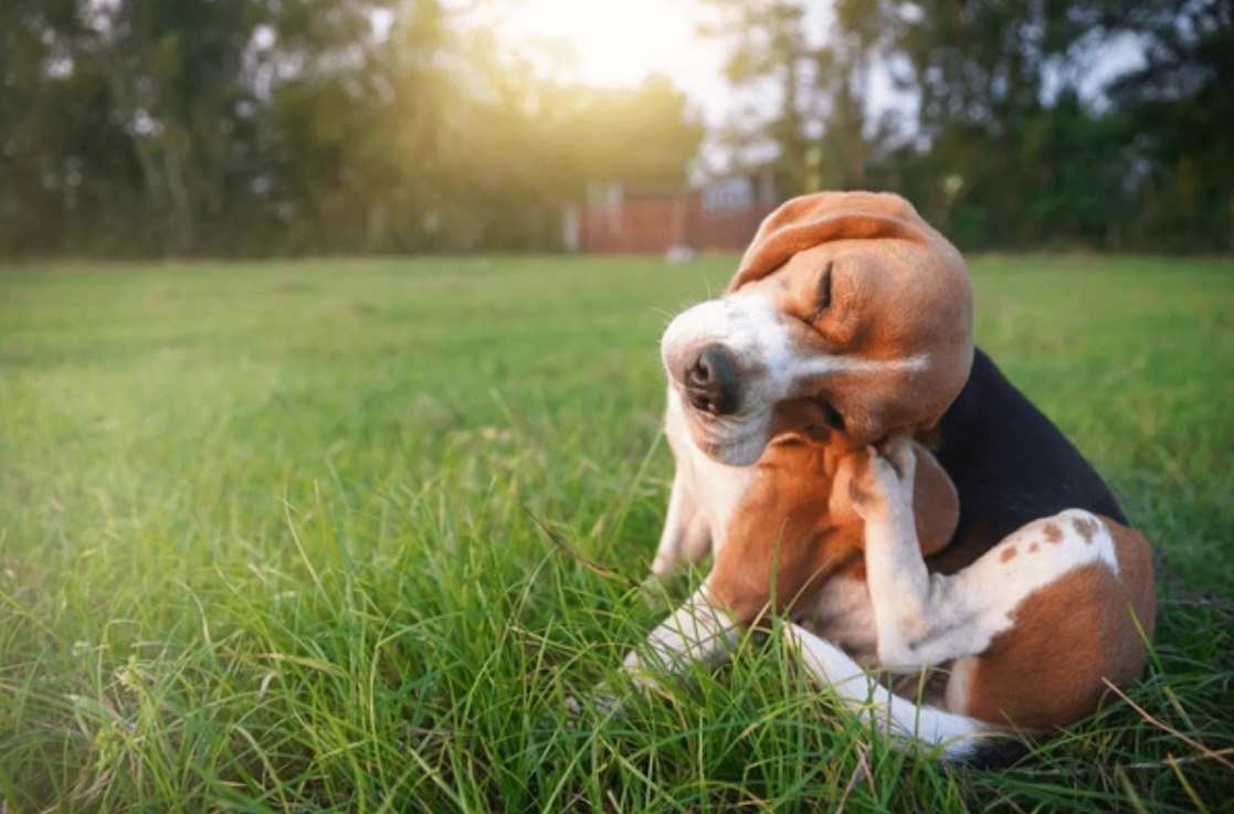 Beagle dog scratching