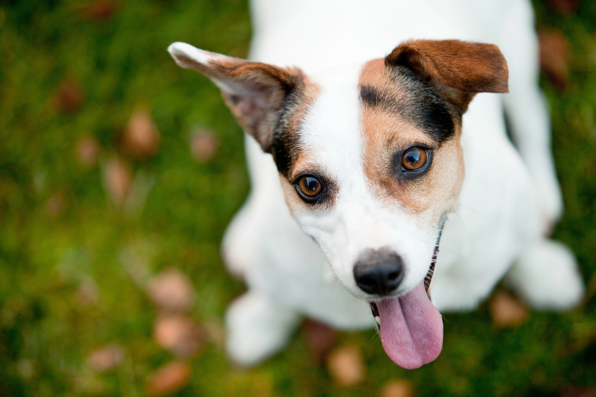 Dog looking up