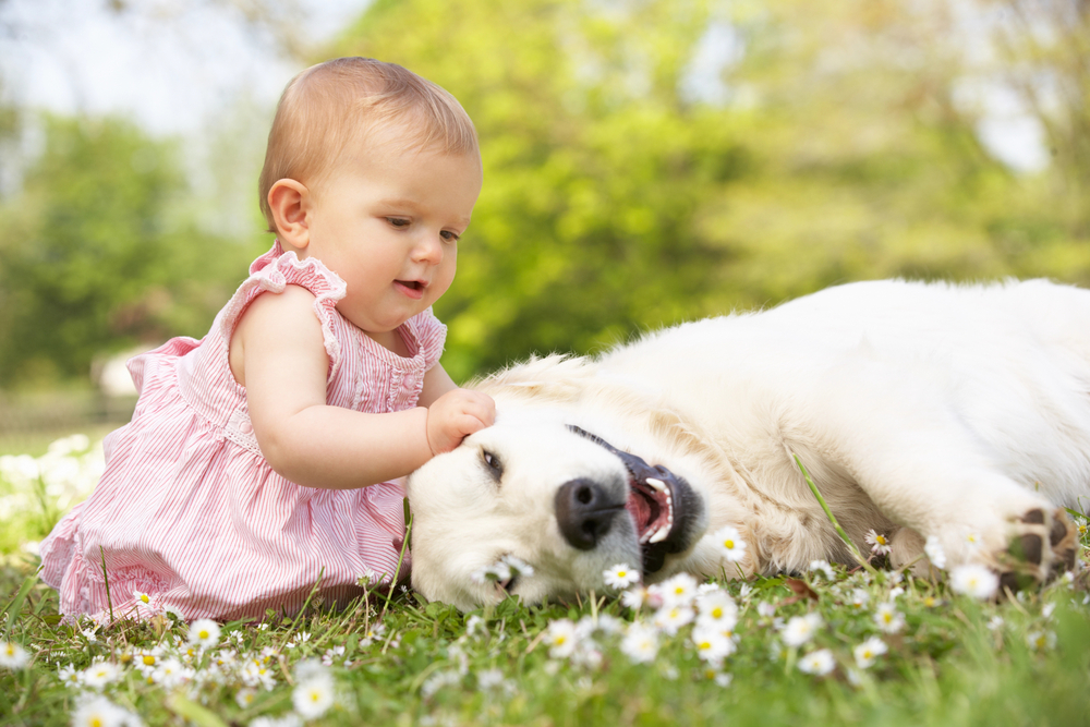 Baby girl sitting in the field petting a dog