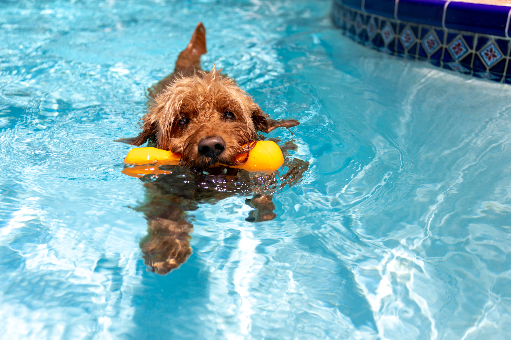 Goldendoodle swimming with a toy in his mouth