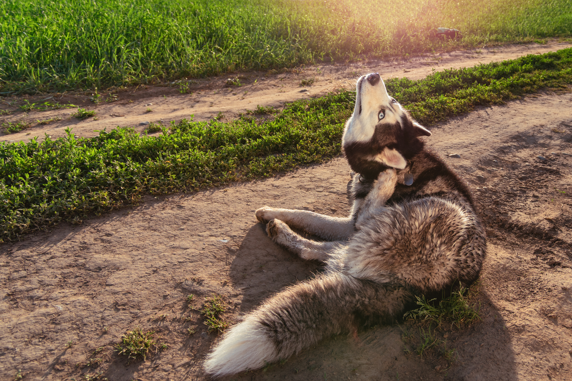 A dog scratching his itchy ears