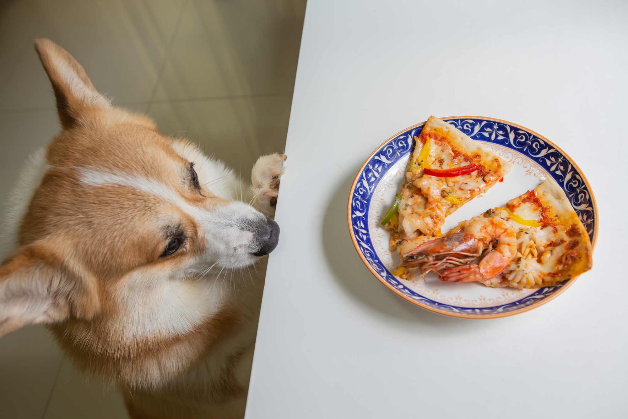 Corgi dog stares at pizza with shrimp