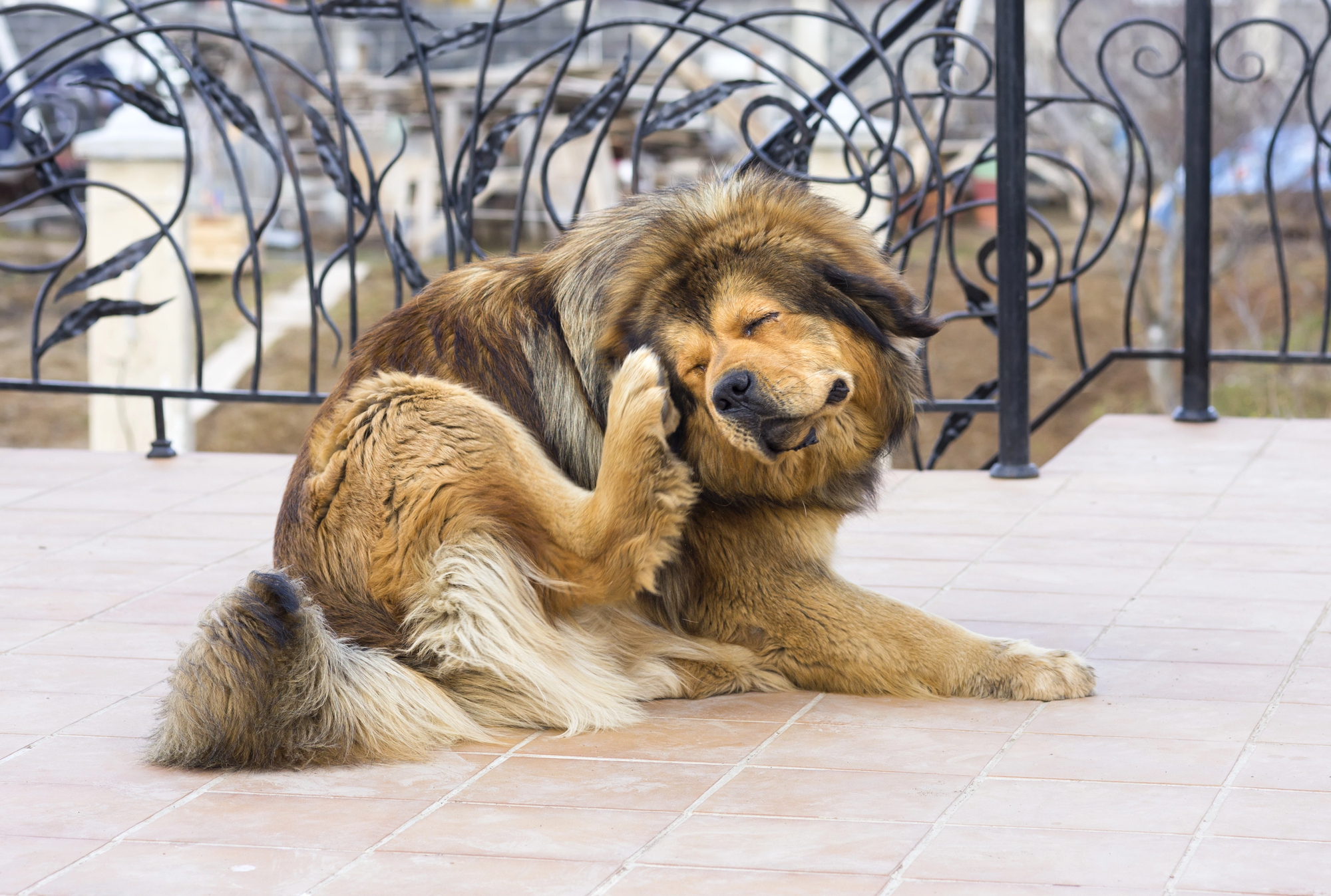 Dog scratching flea.