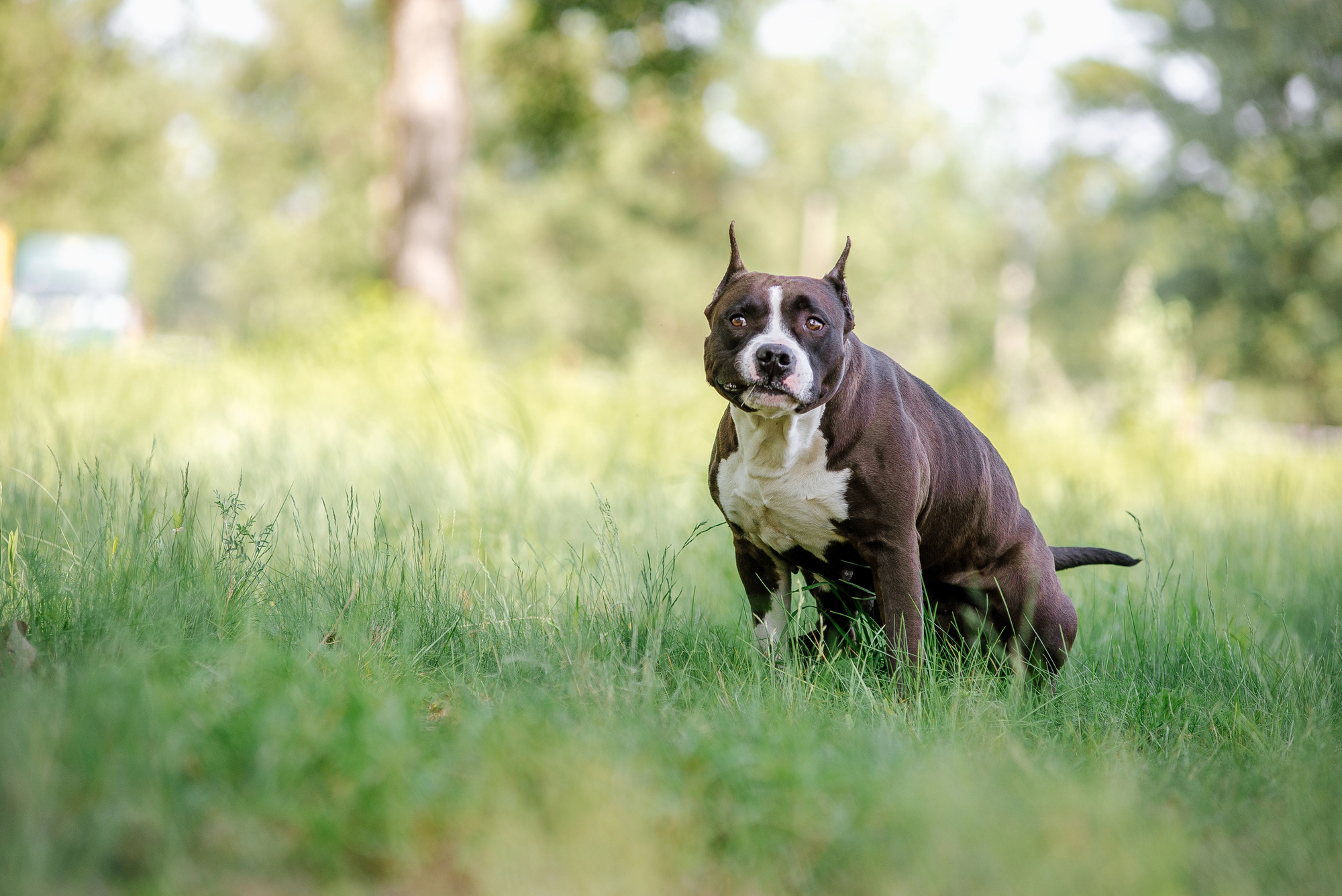 Staffordshire terrier dog defecated in a field of grass.