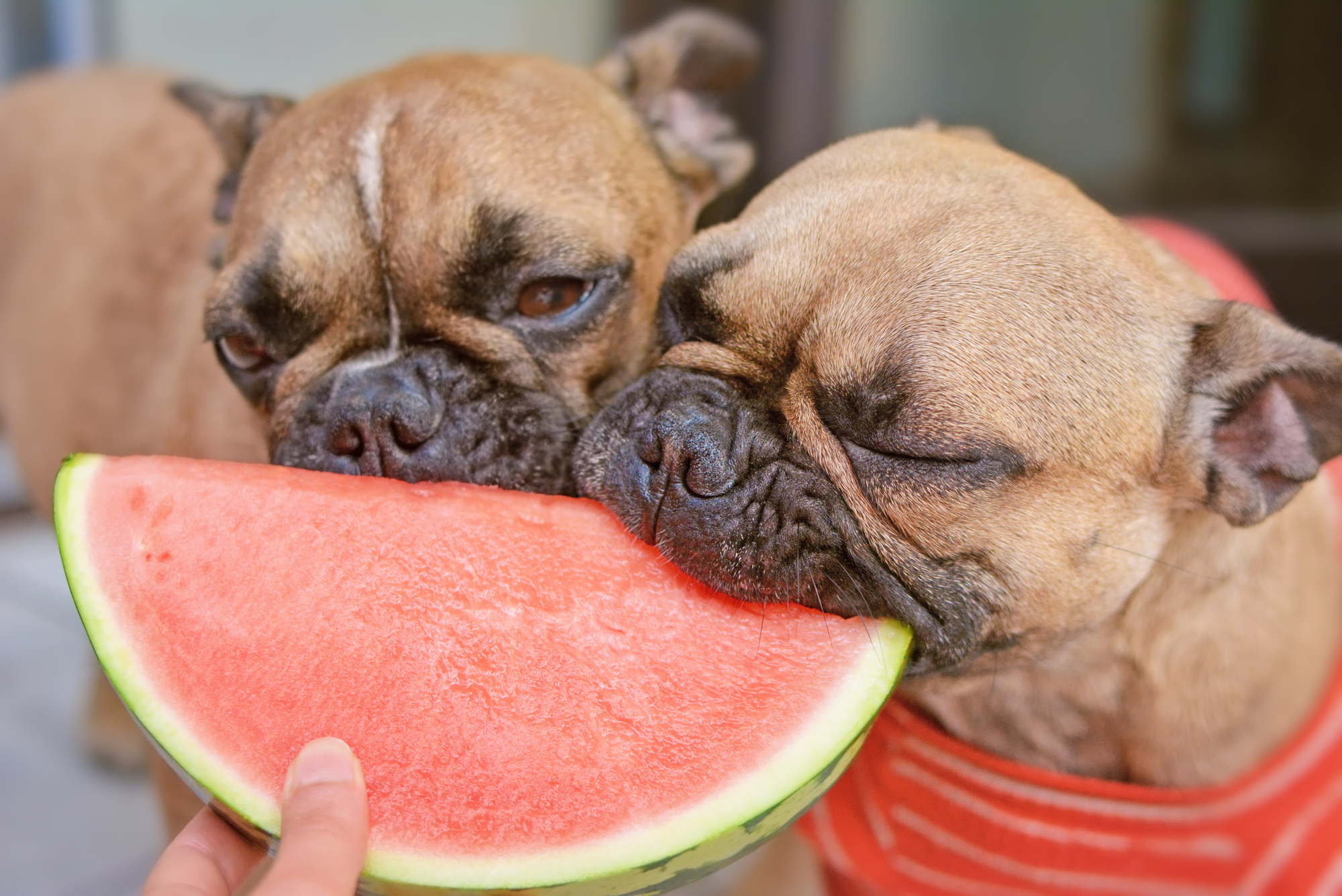 French Bulldog dog being fed slices of fresh raw watermelon.