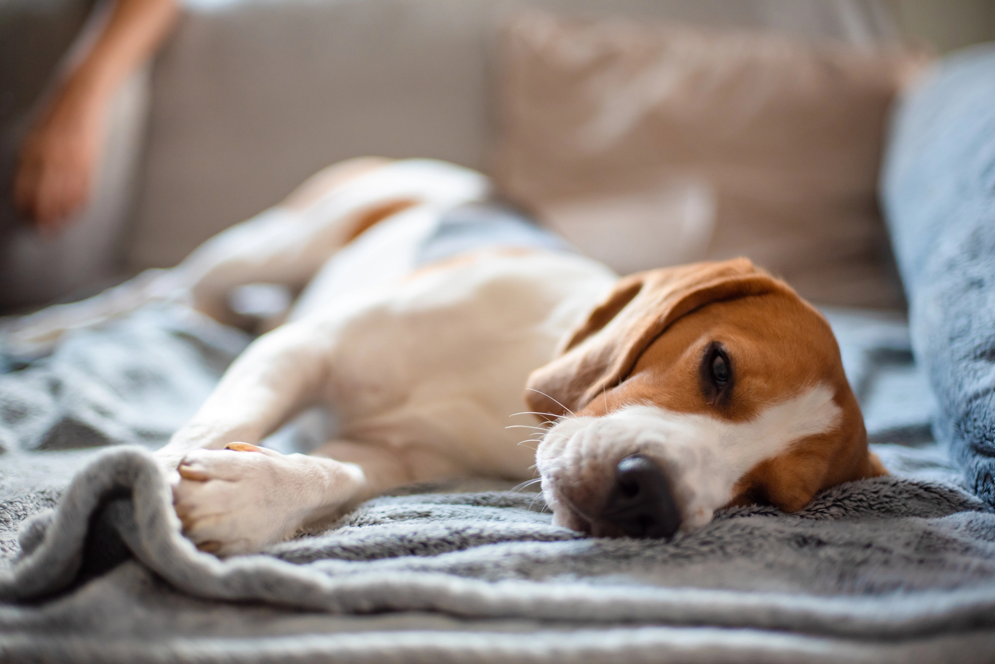 Tired beagle dog sleeps on a cozy sofa.