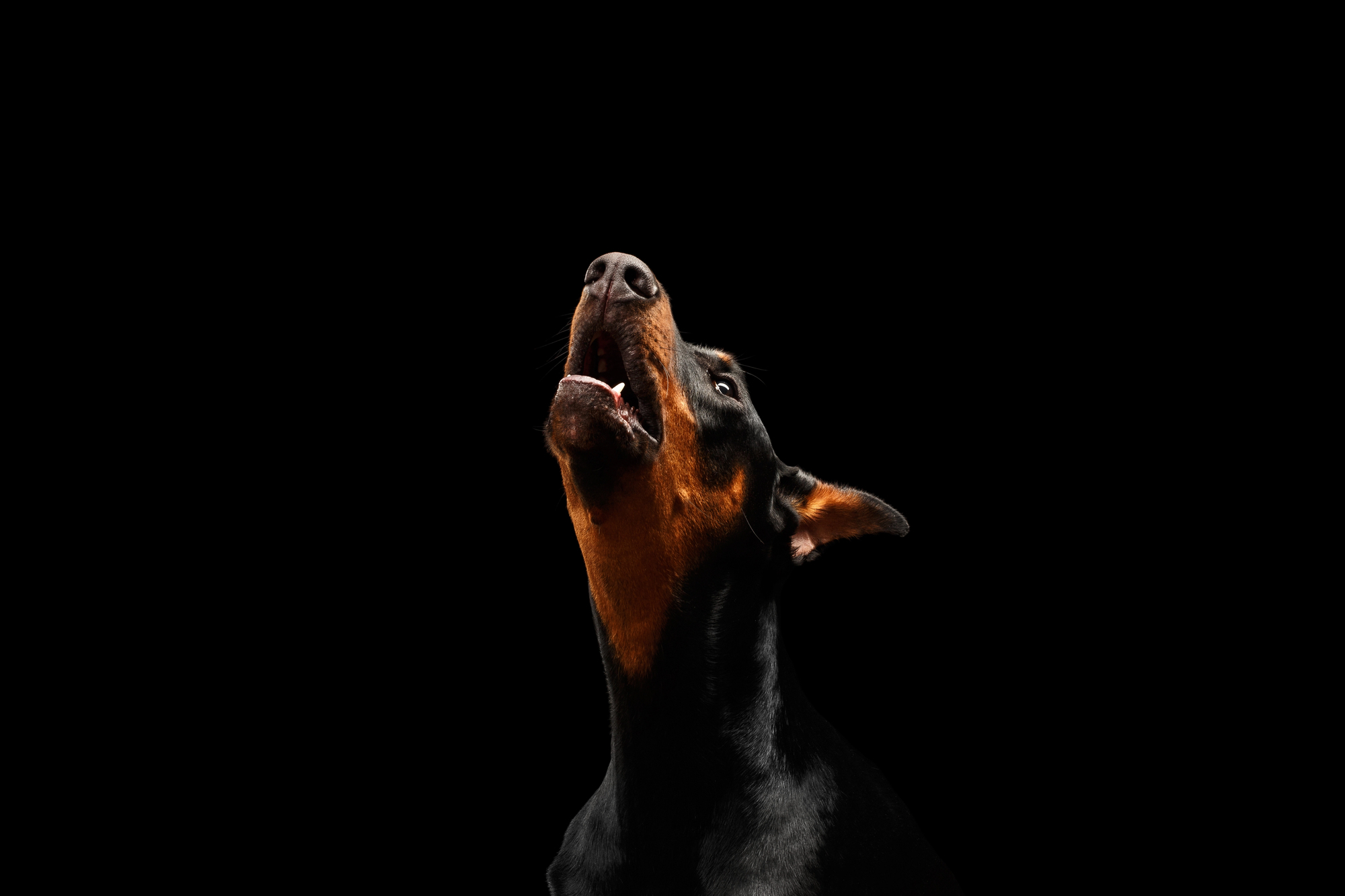 Closeup portrait of howling Doberman Pinscher