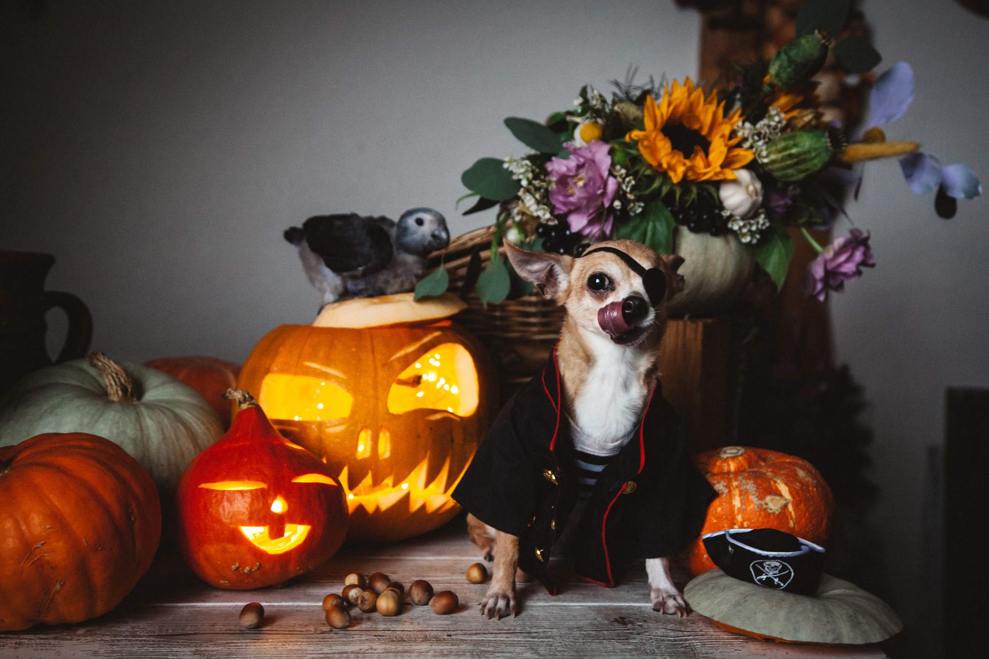 Pretty eyeless pirate chihuahua sitting beside jack-o-lanterns.