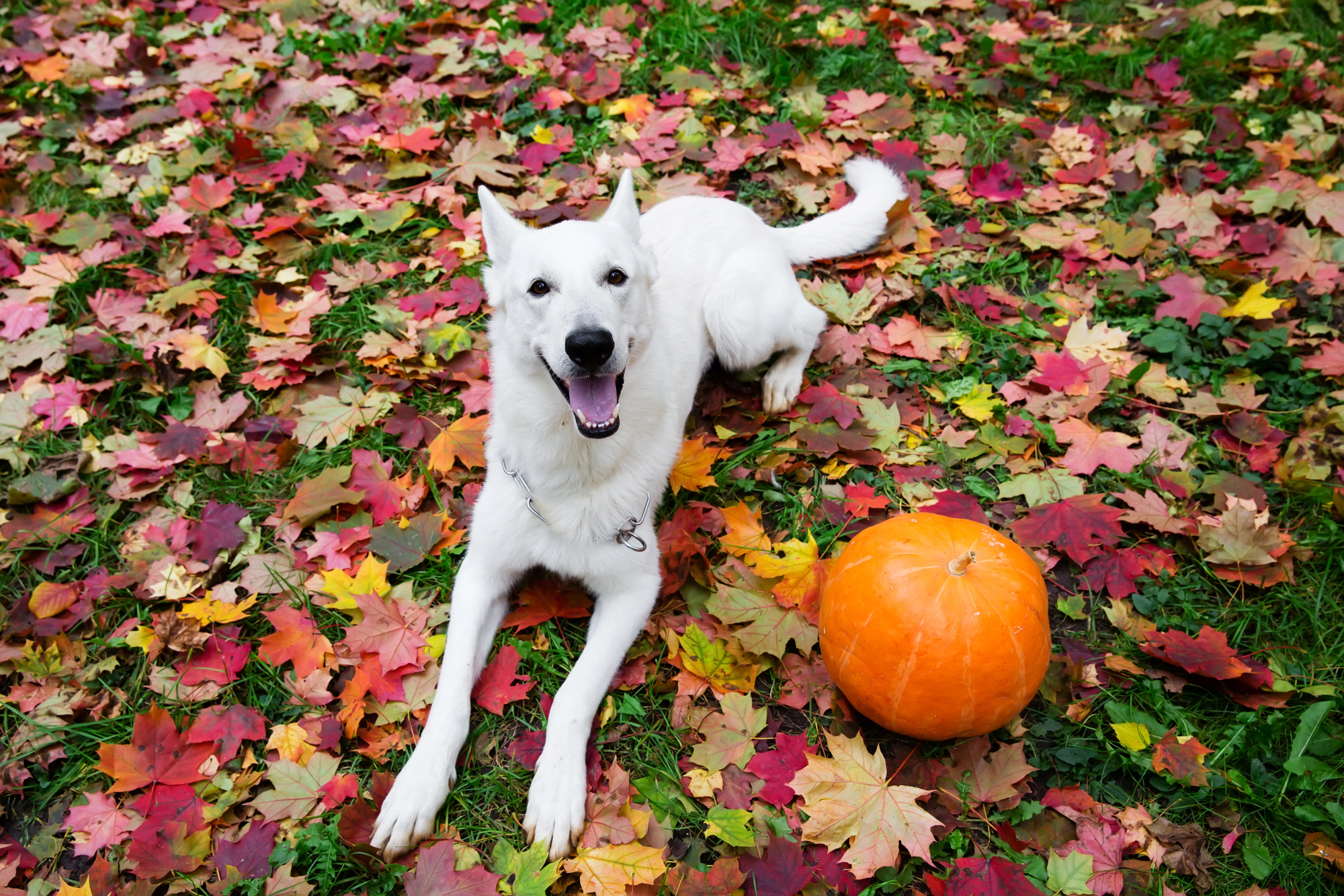 White Swiss Shepherd dog with a pumpkin in autumn