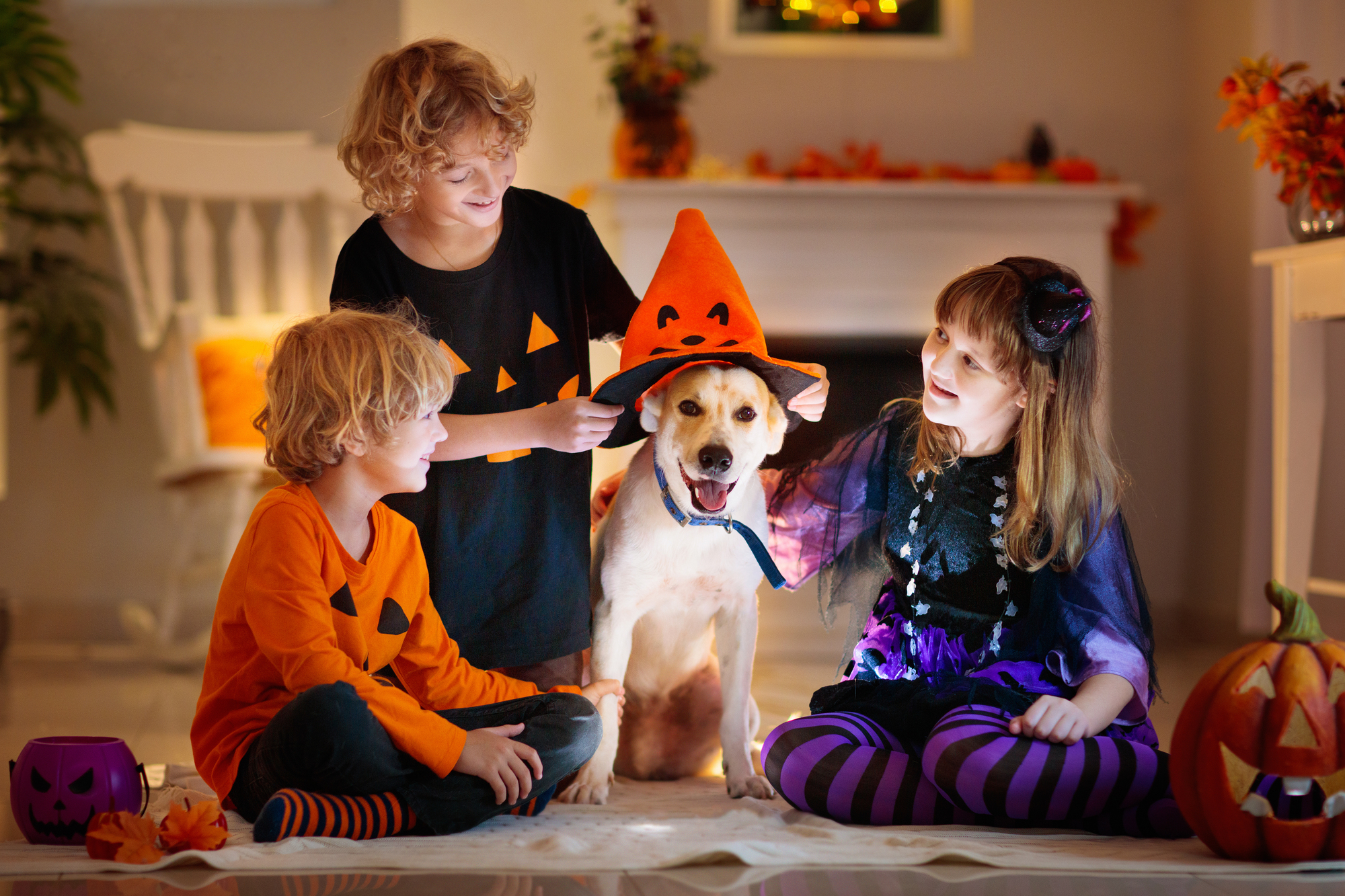 Little boy and dog in witch costume on Halloween