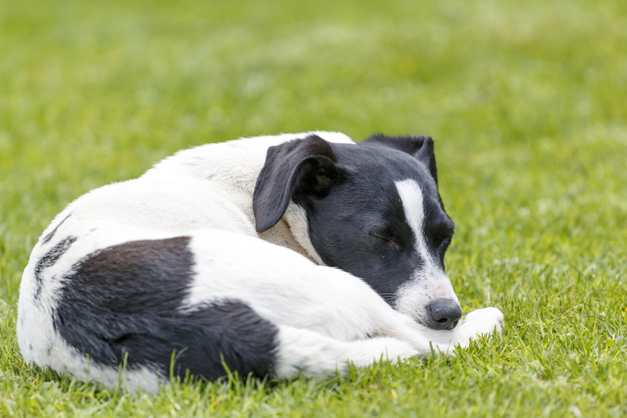 Close-up of sleeping white dog on green grass