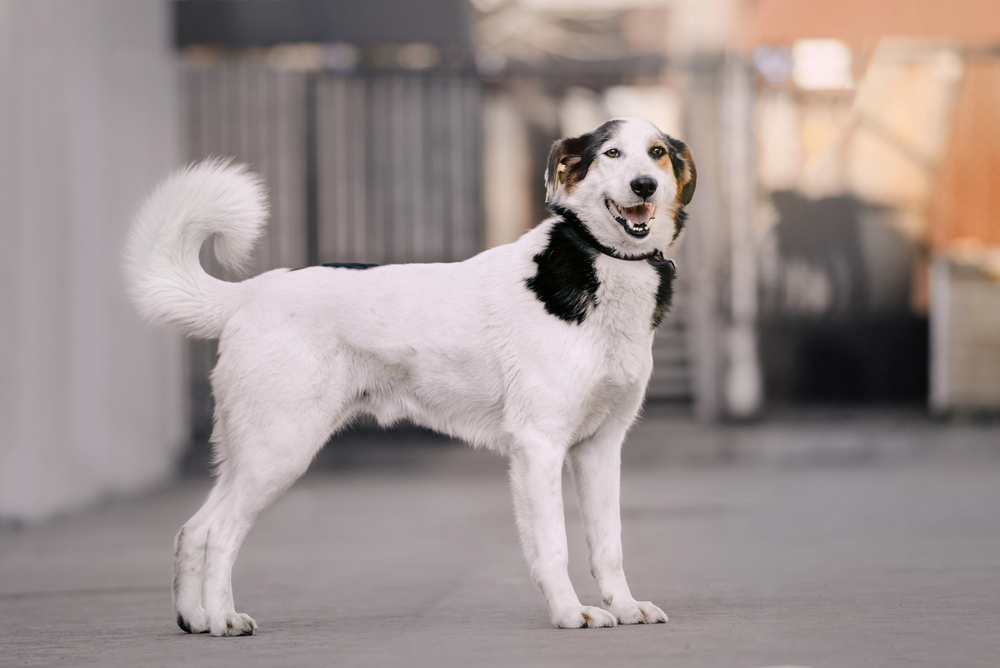 Beautiful mixed breed dog posing in a shelter