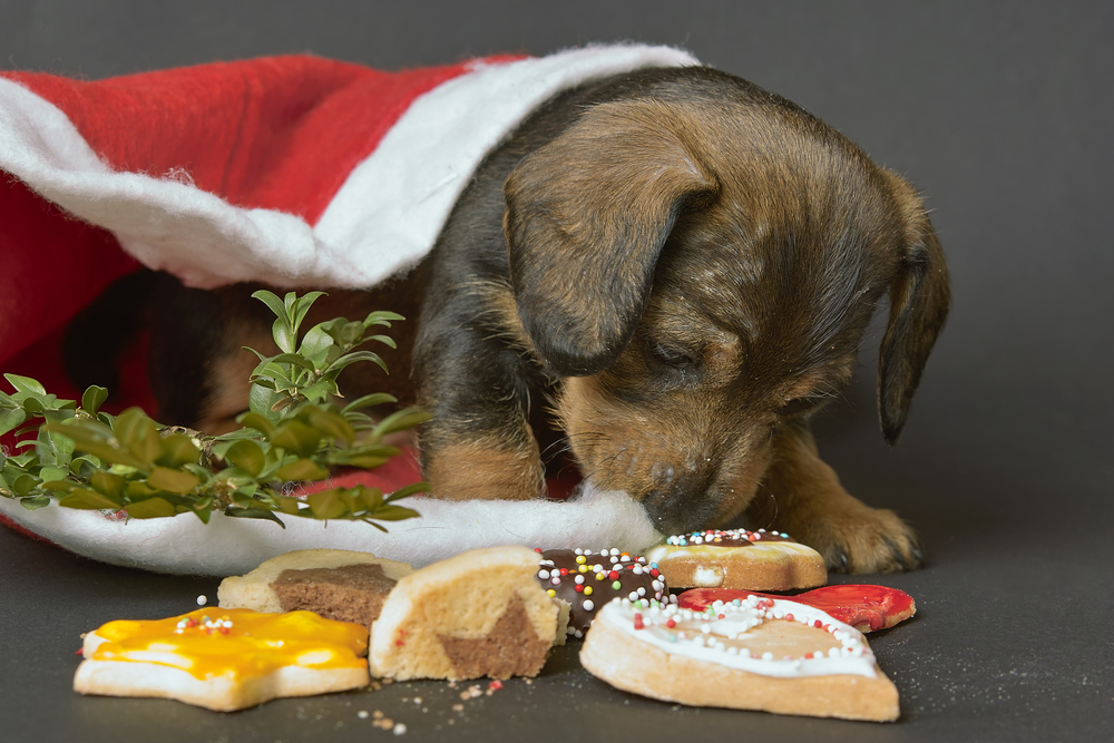 Dachshund puppy with a red stocking cap