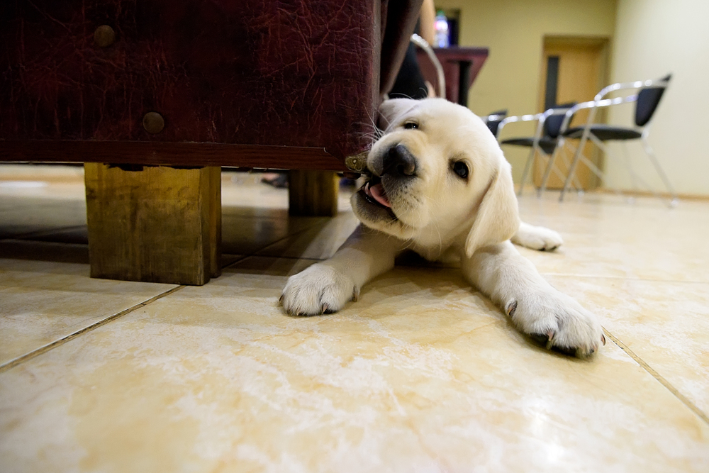 Teething puppy is gnawing on sofa