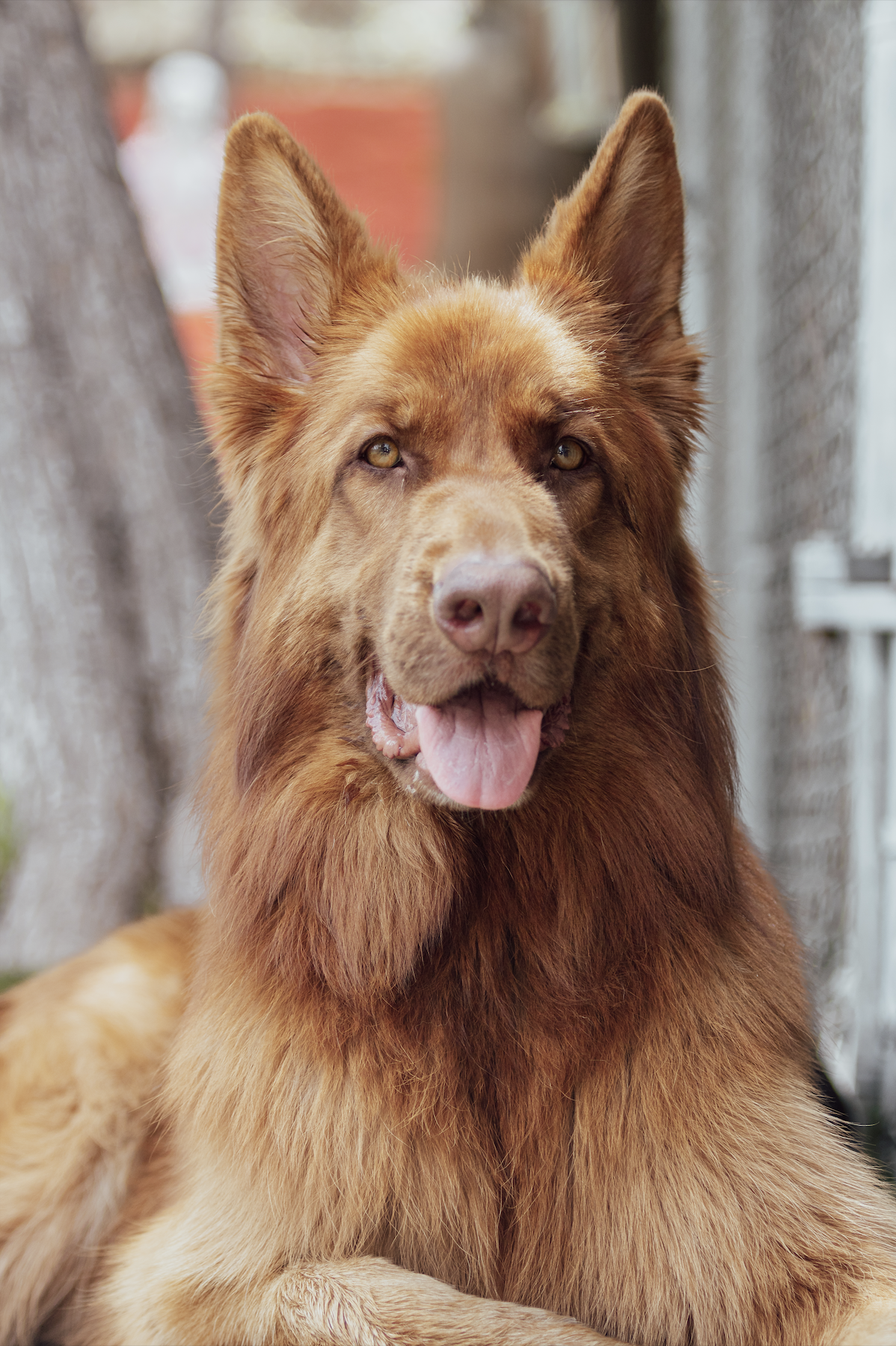 Arianna's dog, Inosuke