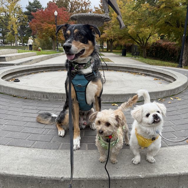 Charlie's dogs, left to right: Gustov, Gus, and Alaska