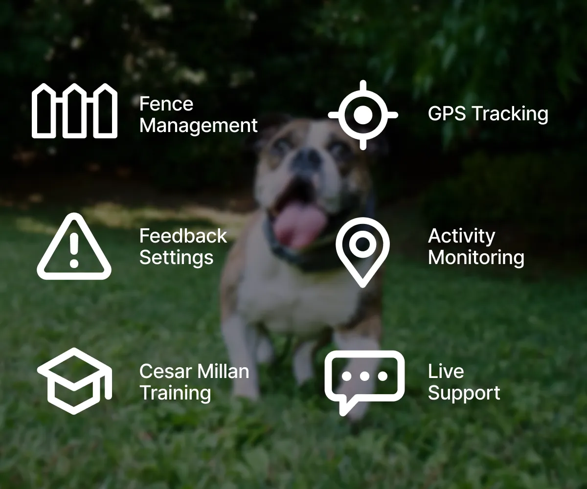 Collage of key Halo App functions: My Map, Pet Card, Feedback Settings, and Activity