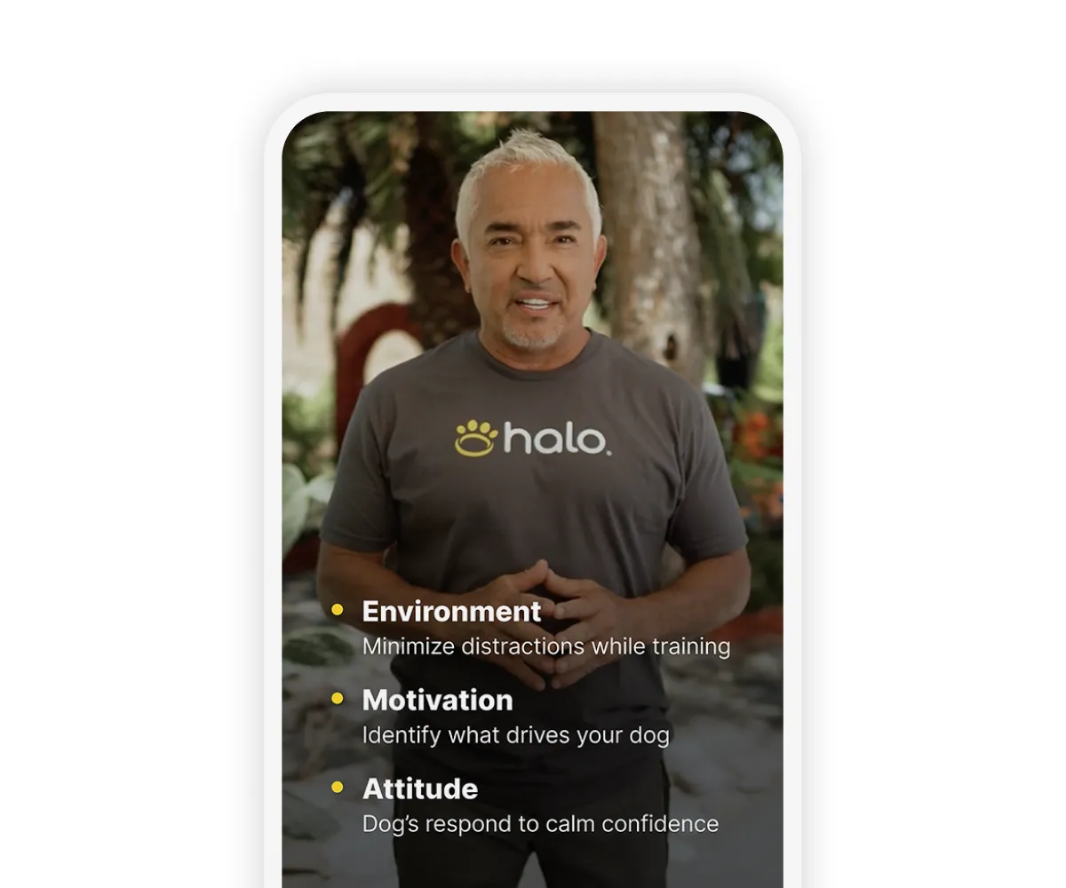 Cesar Millan training program interface in the Halo Collar app showing lessons and progression