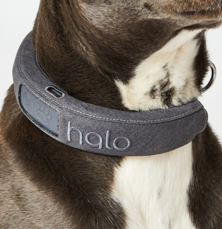 Gray collar on dog