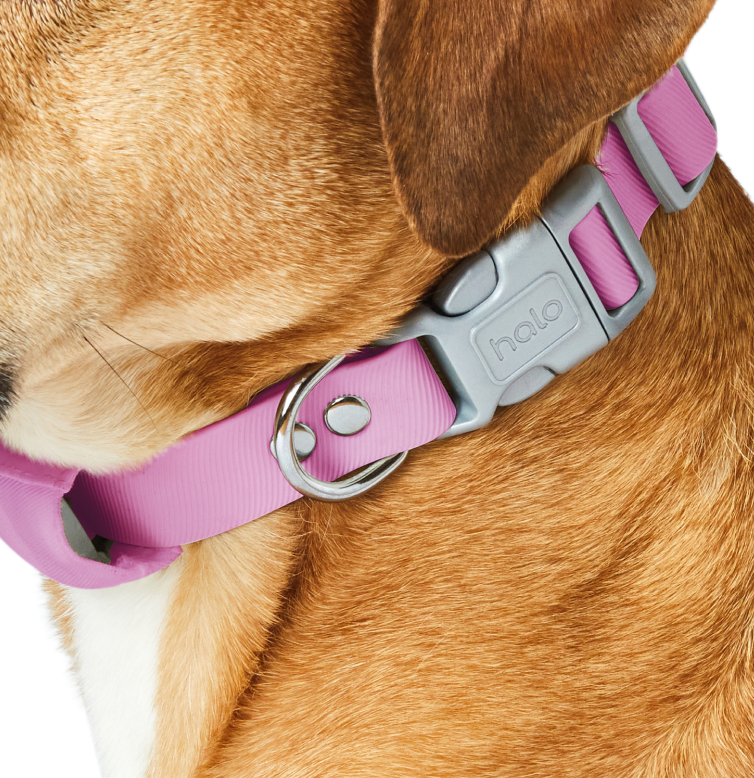 Pink collar on dog