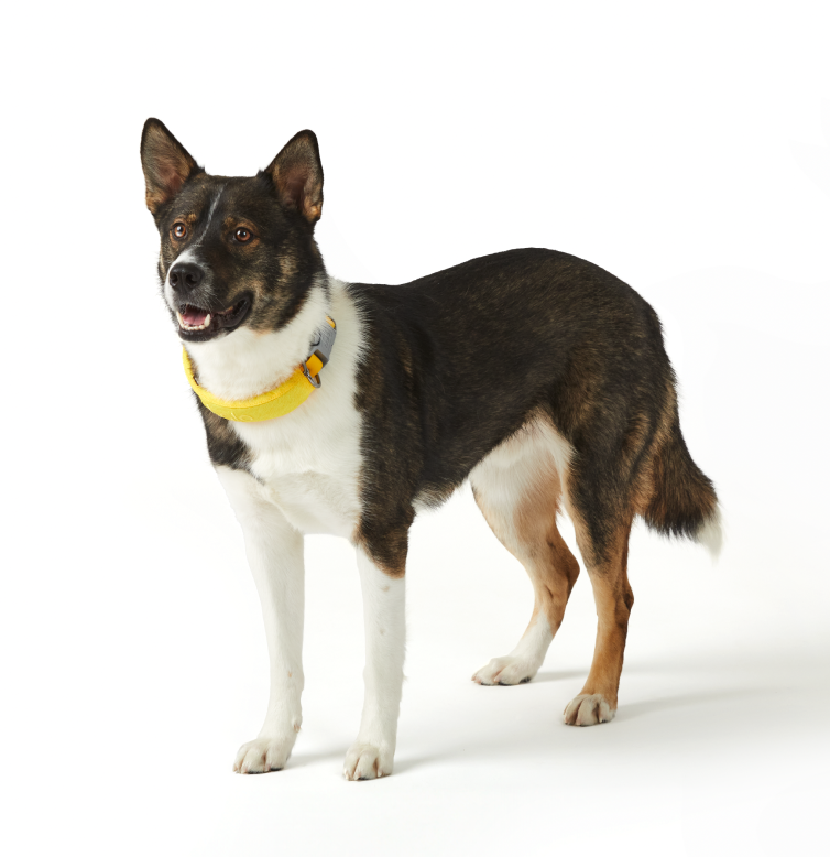 Yellow collar on dog