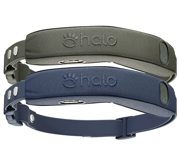 Halo Collar 4 (2-pack)