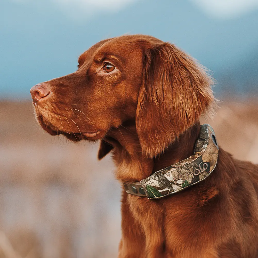 Realtree collar on dog