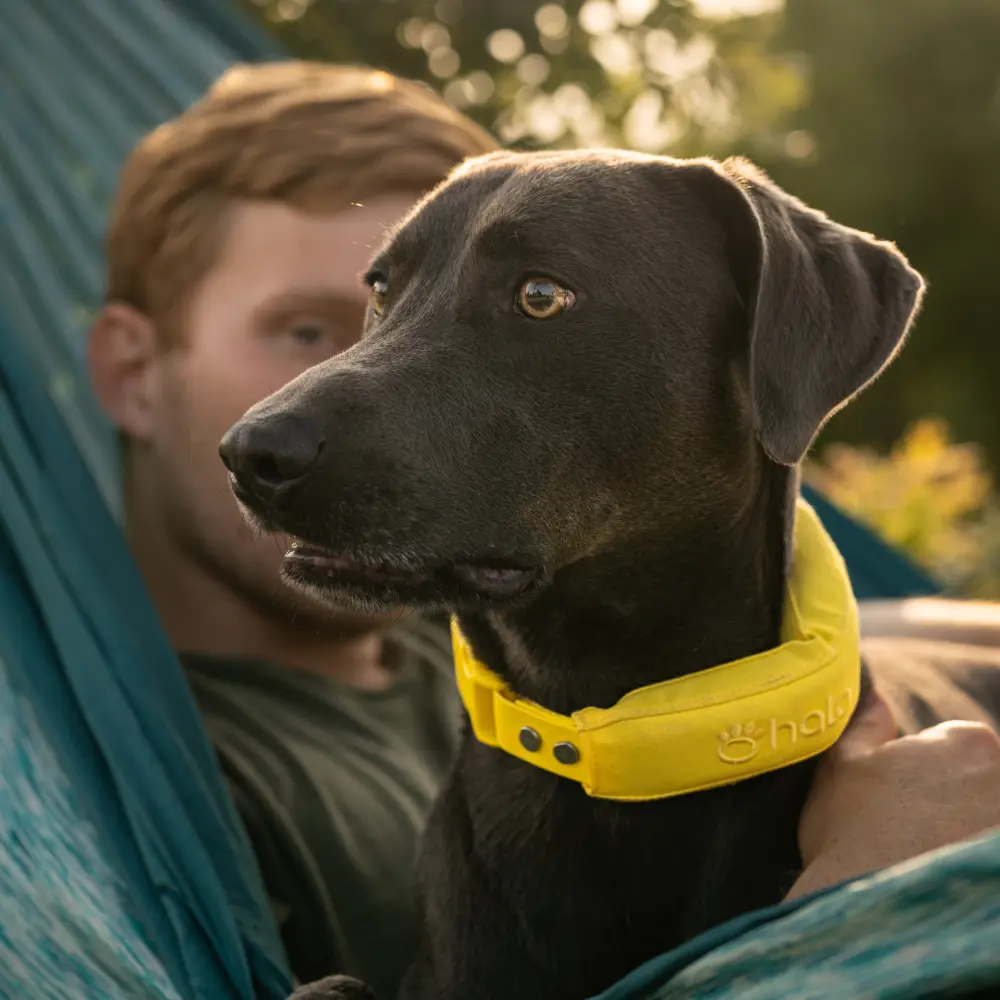 Sunburst collar on dog