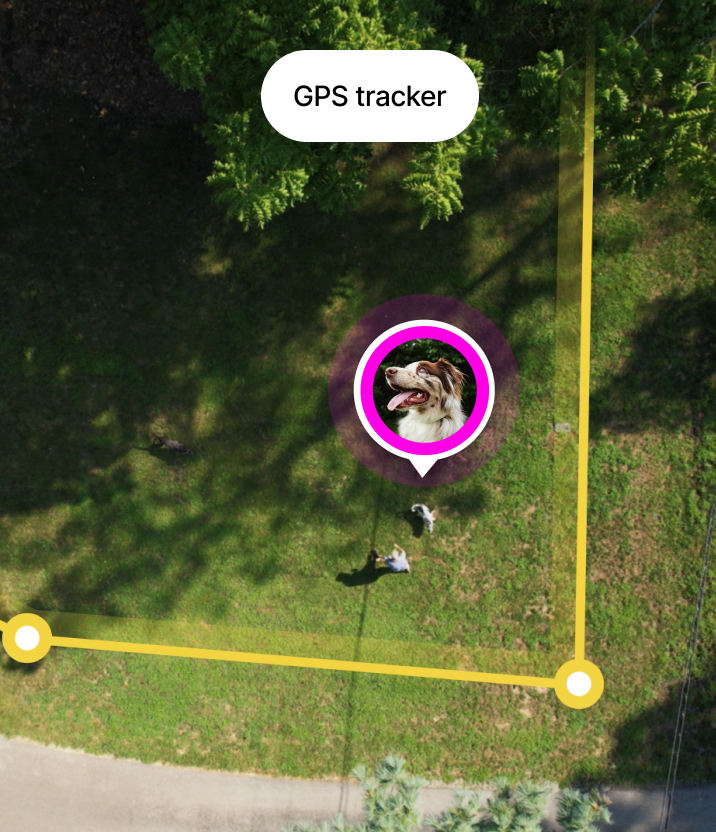 2 dogs wearing Halo collar on a trail