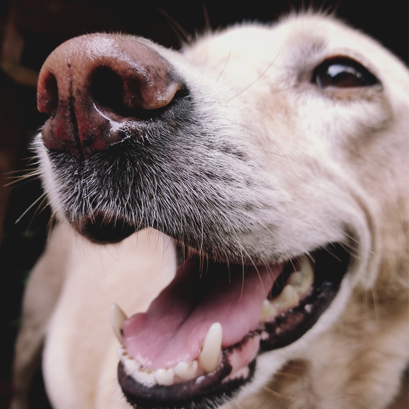 DogPortrait1_200629
