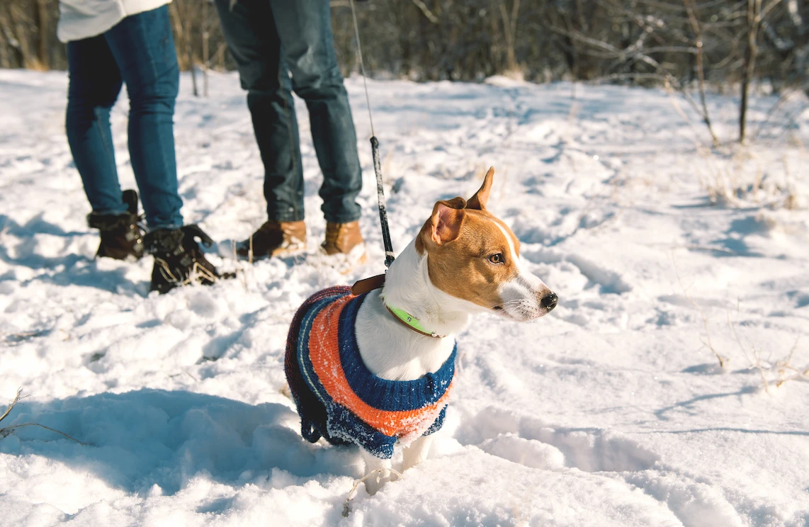 Dog wearing sweater in the snow