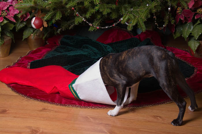 Christmas Stocking Stuffers for Dogs