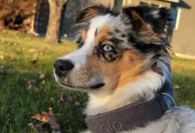 Mini Aussie dog wearing Halo Collar