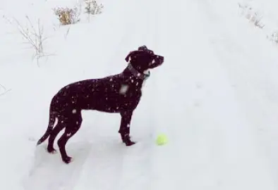 Pup in snow wearing Halo Collar