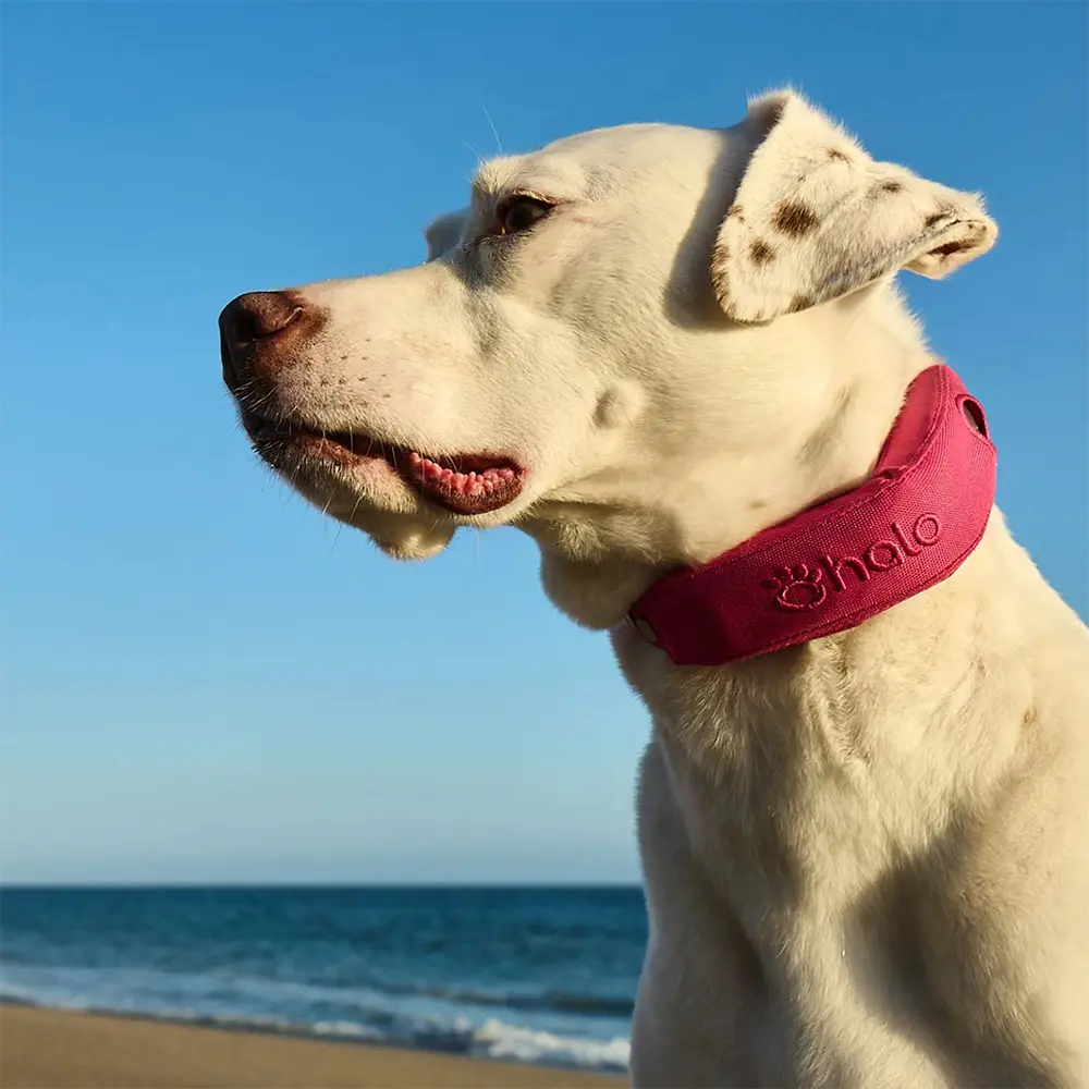 Yellow collar on dog