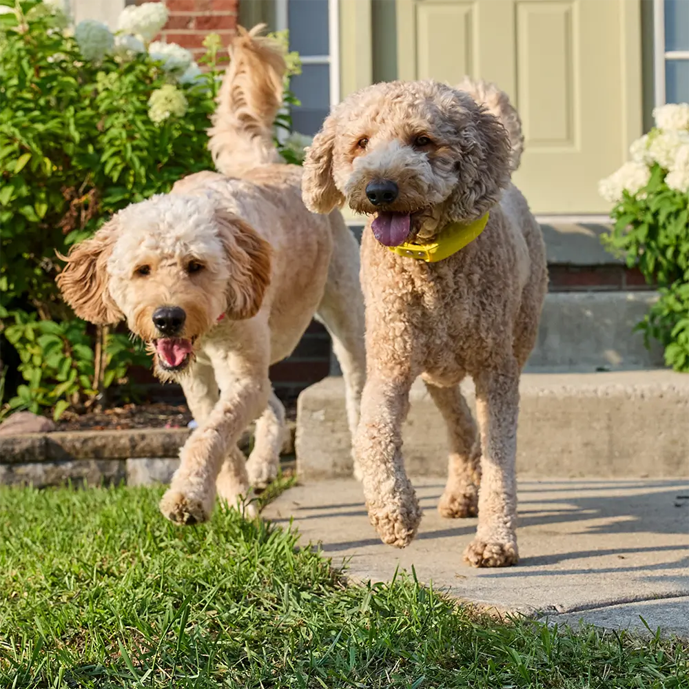 Yellow collar on dog