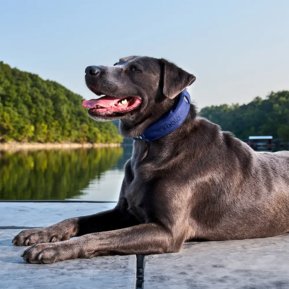 Pink collar on dog