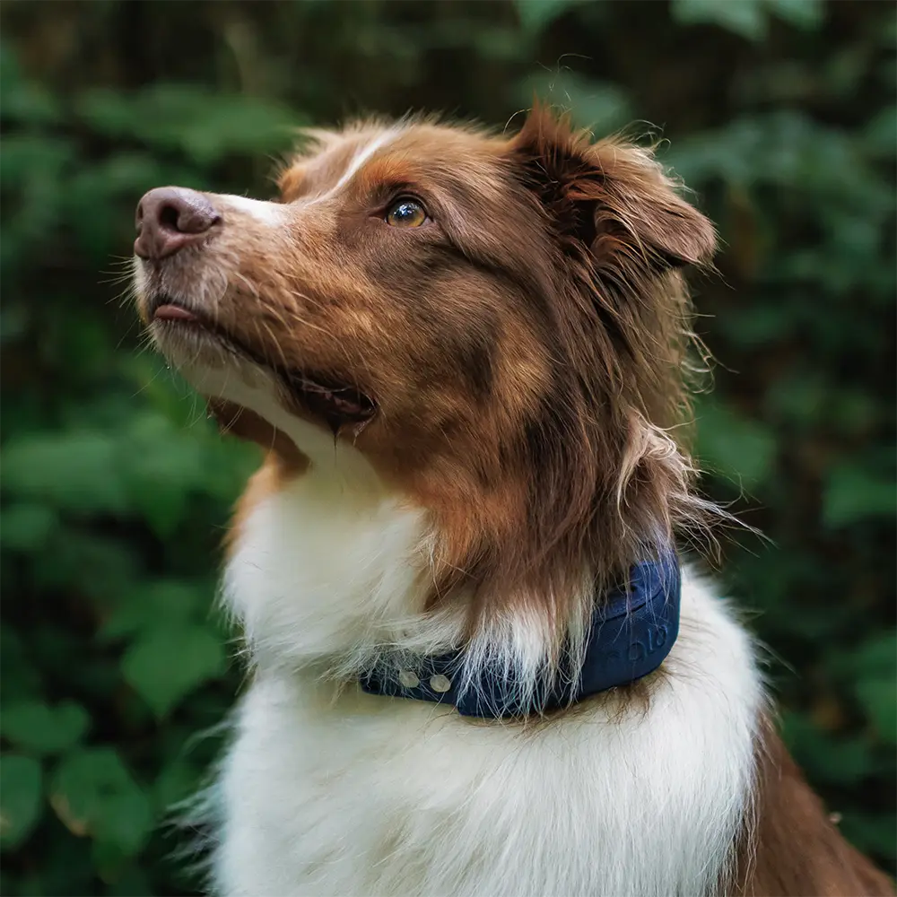 Pink collar on dog