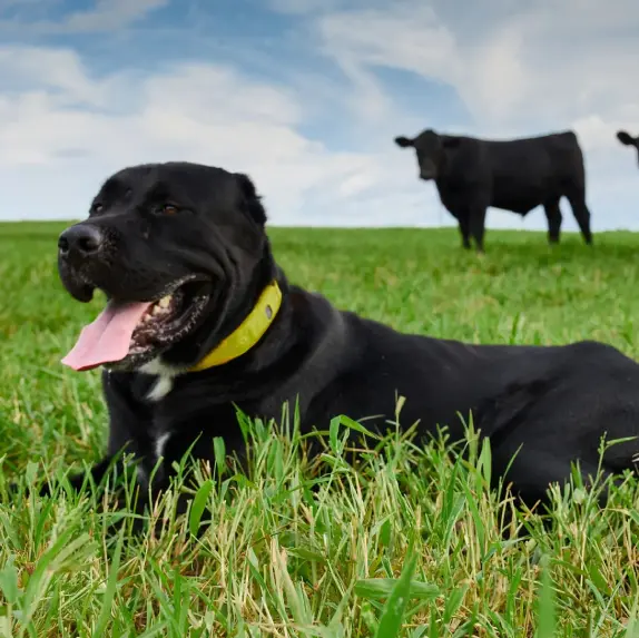 Rural dogs