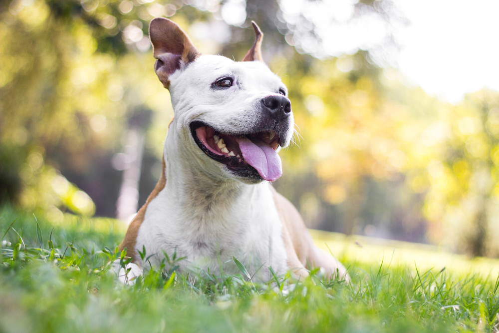 Prednisone for Dogs: What to Know